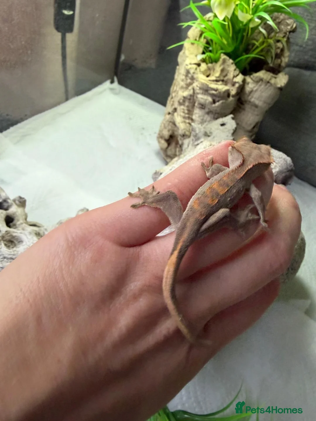 Gecko reptiles for sale: Crested Gecko in Billingshurst - Advert 6
