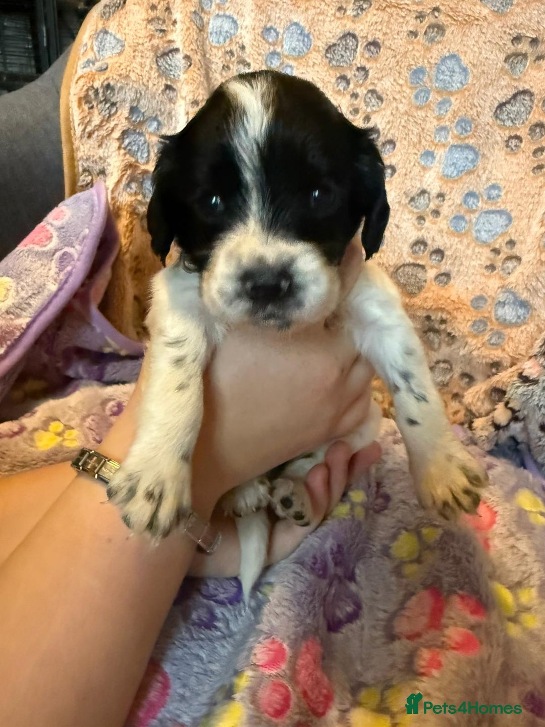 Cocker Spaniel dogs for sale: COCKER SPANIEL LITTER OF 9 IN SCARBOROUGH  - Image 12