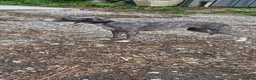 Mixed Breed dogs for sale: F1 Bedlington Whippets (beddy whippets) - Advert 5