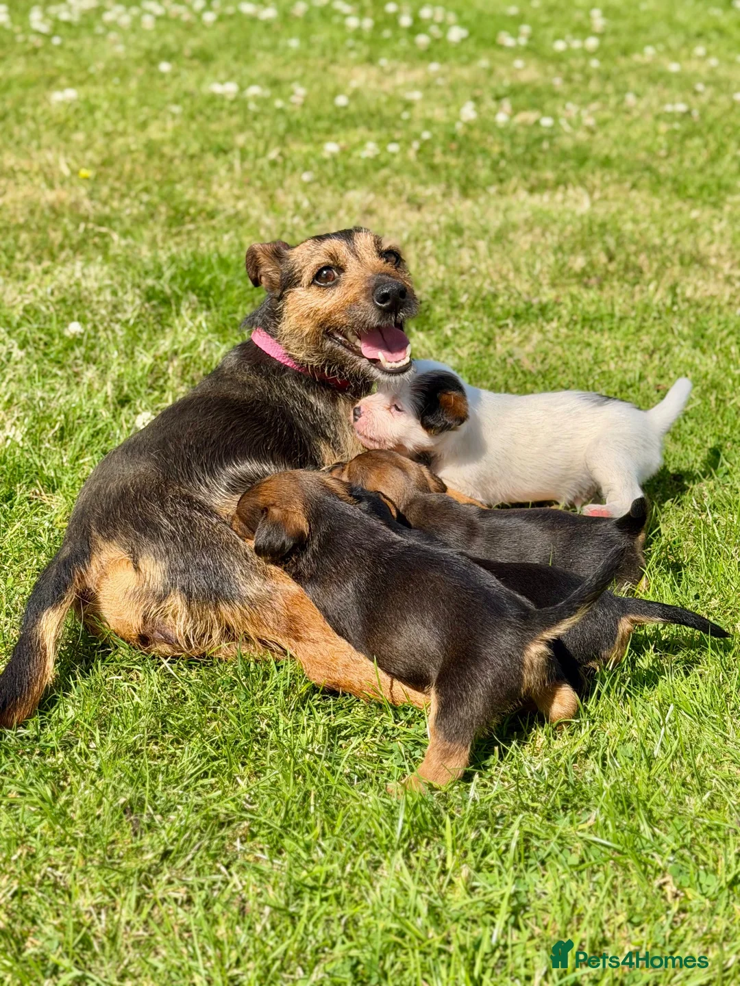 Border Terrier dogs for sale: Four Gorgeous Border Terrier-Type Puppies 🐾 - Advert 2