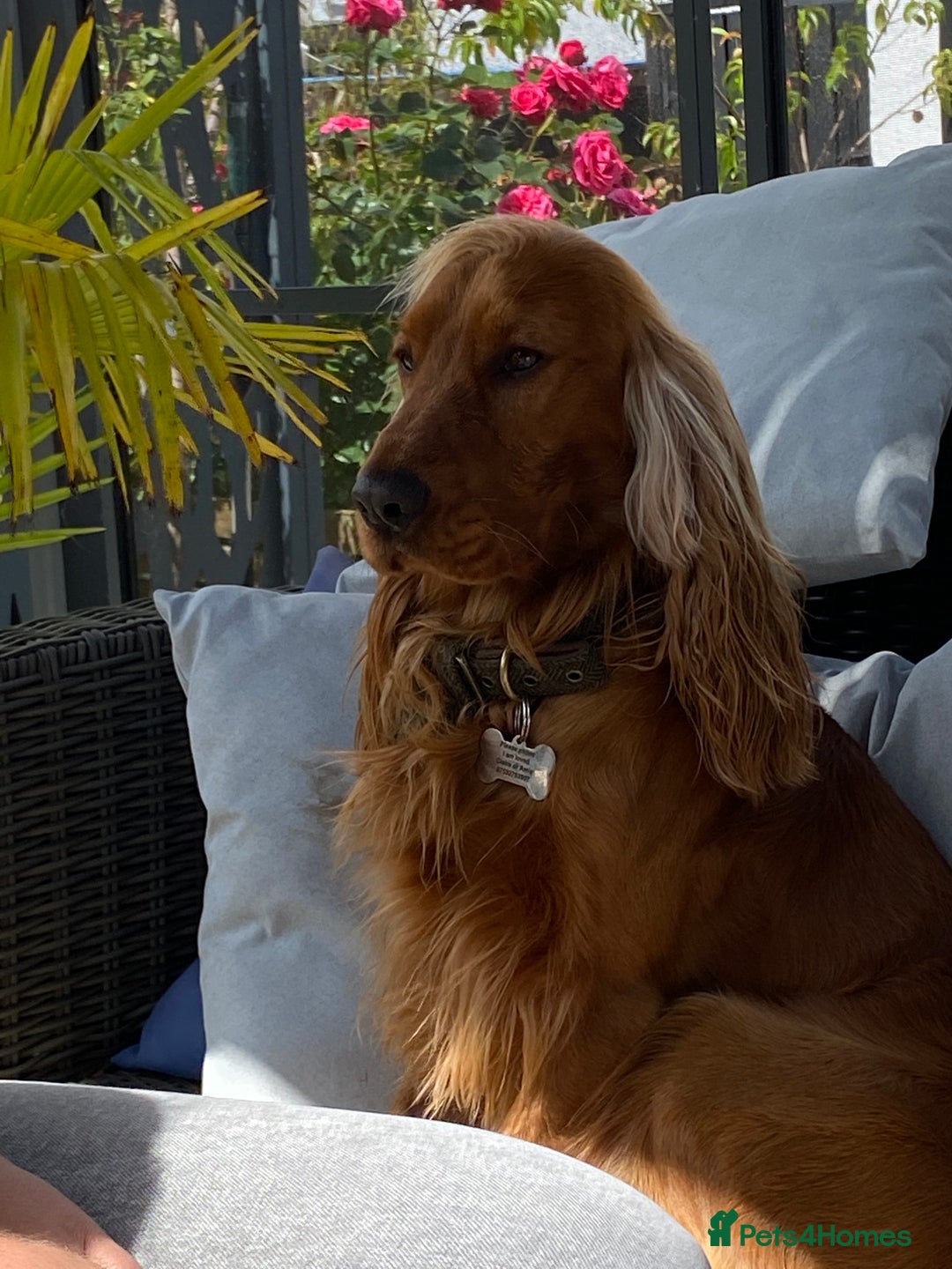 Cocker Spaniel dogs for sale: Beautiful show cocker - Advert 12