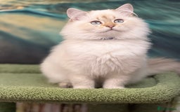 British Shorthair cats for sale: British longhair Golden point TICA active  - Image 6