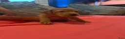 Labrador Retriever dogs for sale: Beautiful Black and golden Labrador puppies - Advert 13