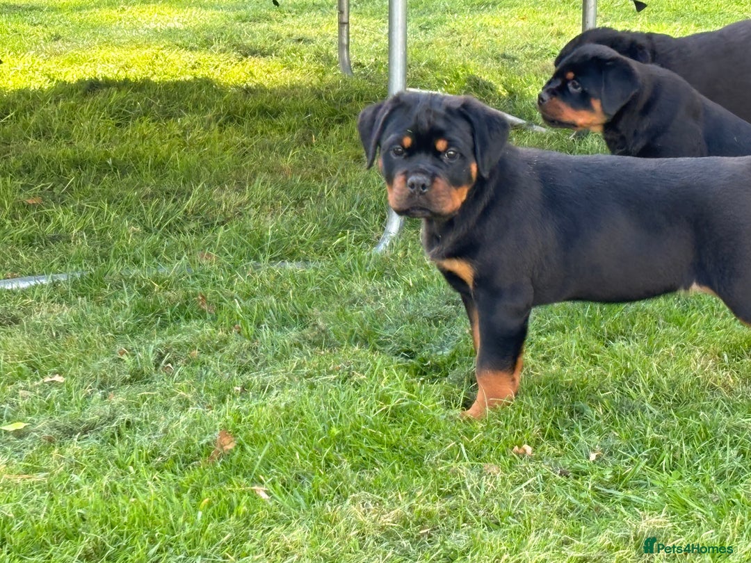 Rottweiler dogs for sale: 🏆Ready to go! By N.1 Stud in the UK METAL!!🏆 - Image 6