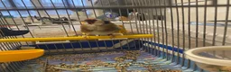 Finches birds for sale: Female European Goldfinch Captive Bred & Ringed - Advert 5