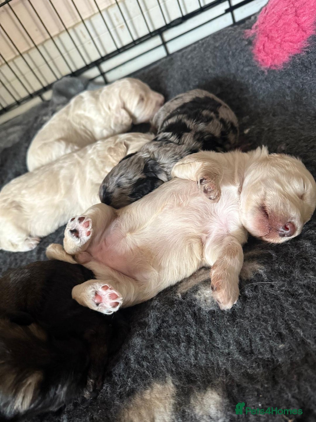 Schnoodle dogs for sale: Gorgeous schnoodle puppies  - Image 8