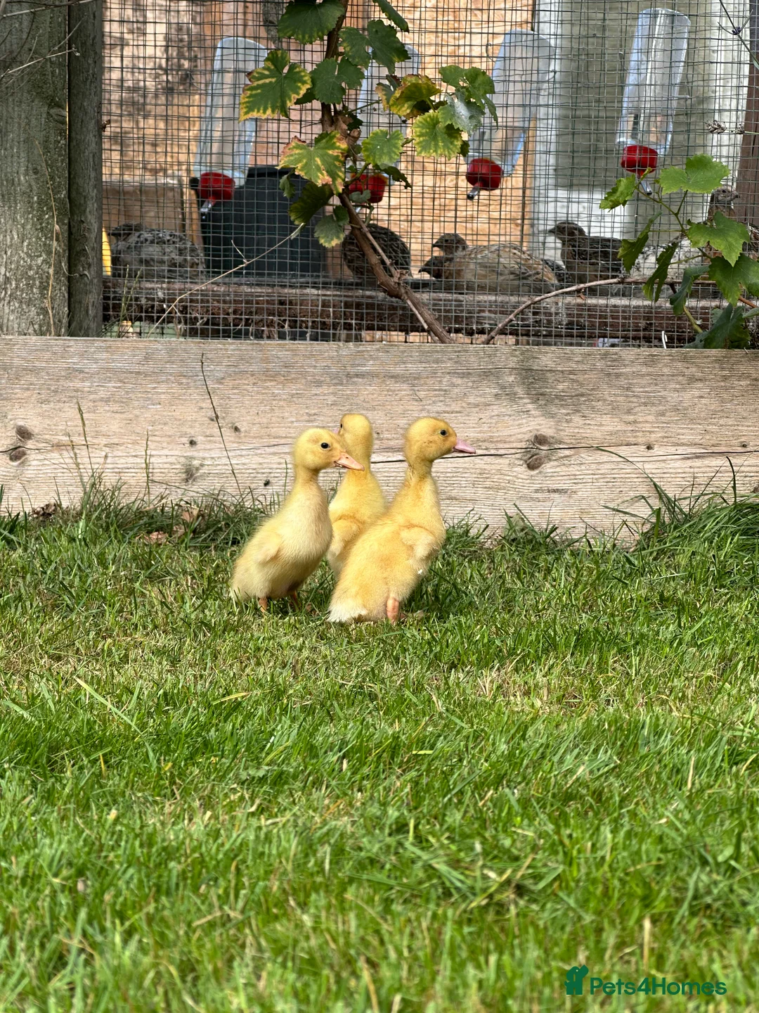 Ducks poultry for sale: Female ducklings - Advert 4