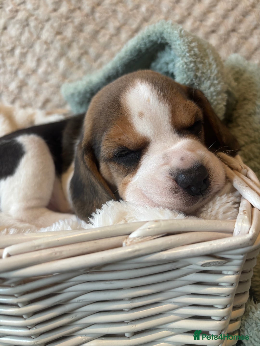 Beagle dogs for sale: KC registered Beagle puppies  - Image 40
