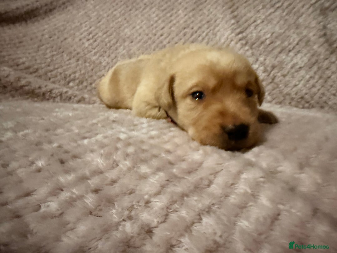 Labrador Retriever dogs for sale: Labrador Puppies for sale - Advert 11