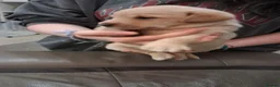 Labrador Retriever dogs for sale: Fox red Labrador puppies  in Crieff - Advert 11