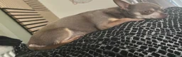 Chihuahua dogs for stud: Chihuahua  tiny male stud - Advert 4