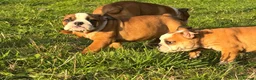 English Bulldog dogs for sale: 3 girls ready NOW *fully vaccinated, checked** - Advert 7