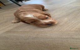 Cocker Spaniel dogs for sale: Cocker spaniels  - Advert 4