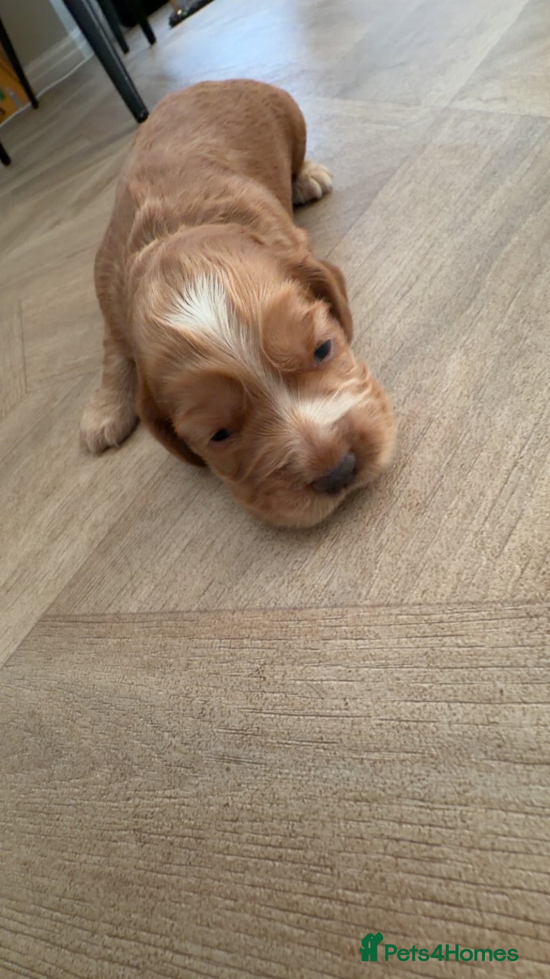 Cocker Spaniel dogs for sale: Cocker spaniels  - Advert 4