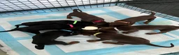 Dobermann dogs for sale: Just 1 beautiful, healthy girl left! - Advert 4