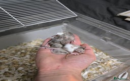 Mouse rodents for sale: Young colony bred mice, possibly naked carriers - Image 4