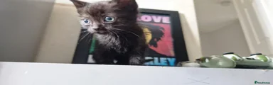 Mixed Breed Kitten 4