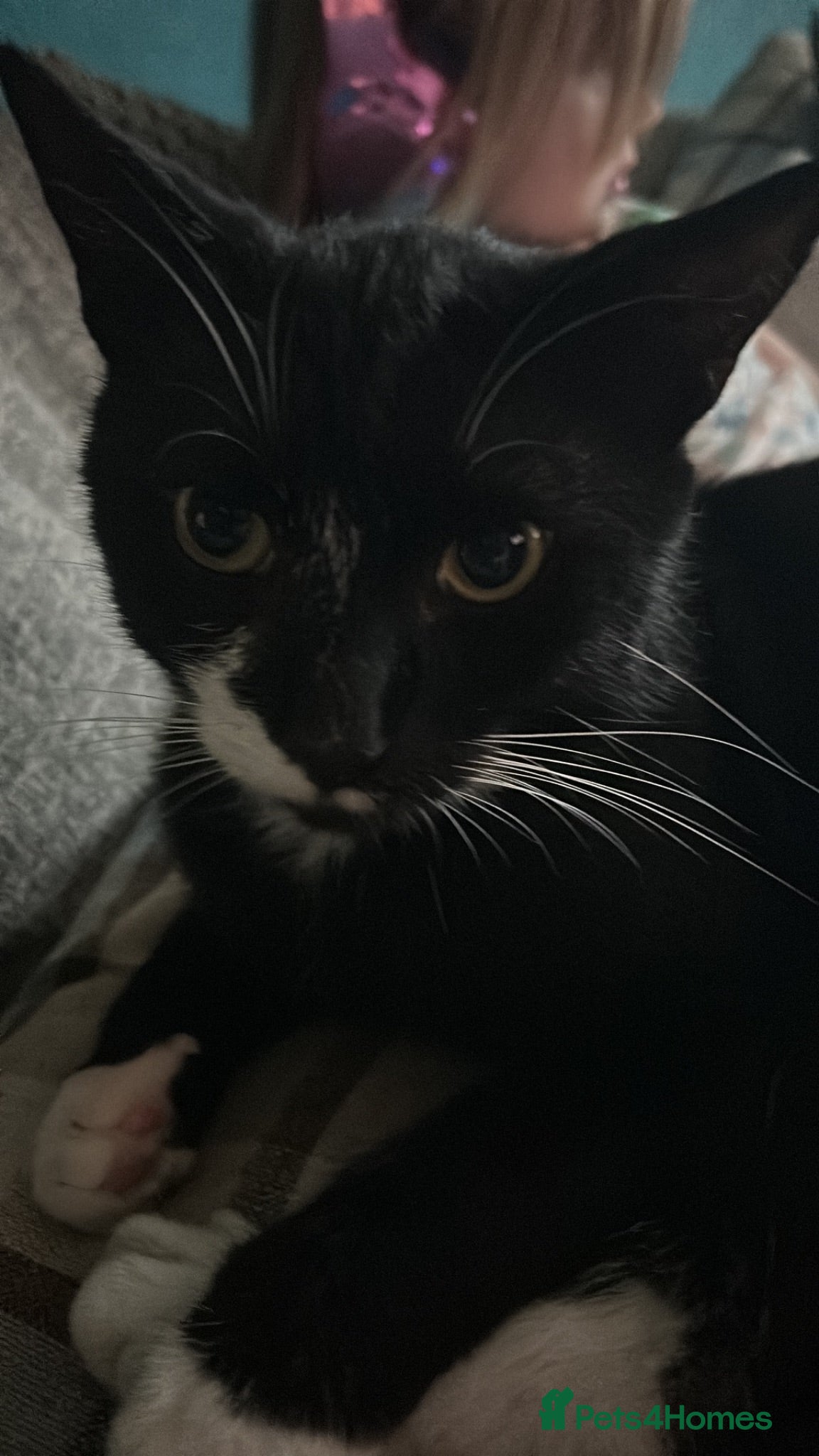 Mixed Breed cats Lovely male cat  - Advert 3