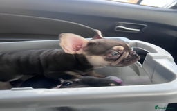French Bulldog dogs for sale: READY NOW!!! Gorgeous Puppies - Image 33