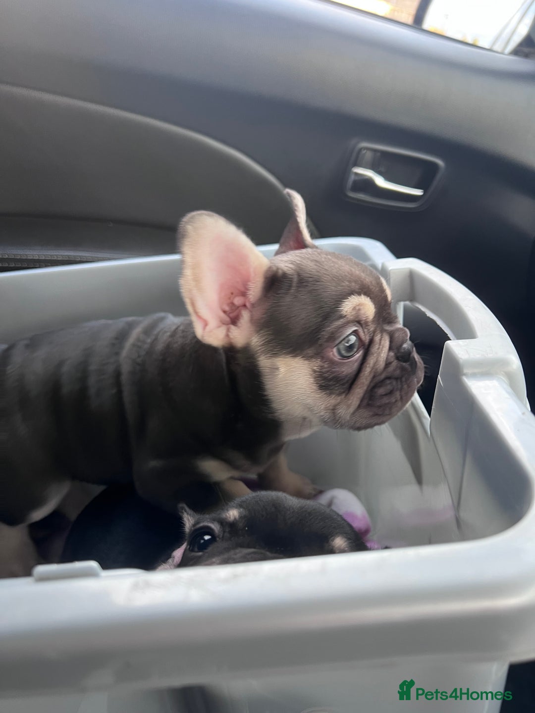 French Bulldog dogs for sale: READY NOW!!! Gorgeous Puppies - Image 33