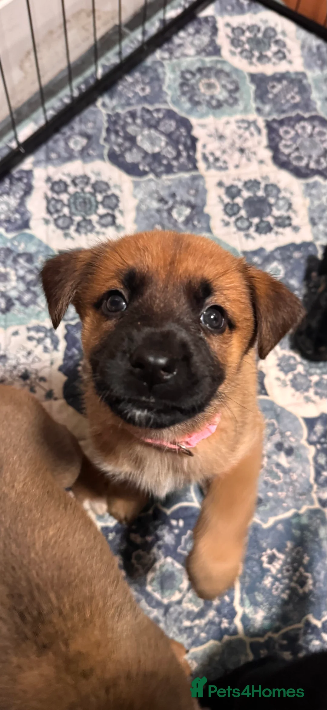 Mixed Breed dogs for sale: RARE BLUE EYE Sholly  ** tiff x Husky  - Advert 26