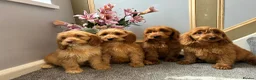 Cockapoo dogs for sale: Cockapoo Puppies LAST GIRL   FULLY VACCINATED  - Advert 7