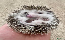 Pygmy Hedgehog rodents for sale: Stunning Pinto Baby African Pygmy Hedgehog's  - Image 1