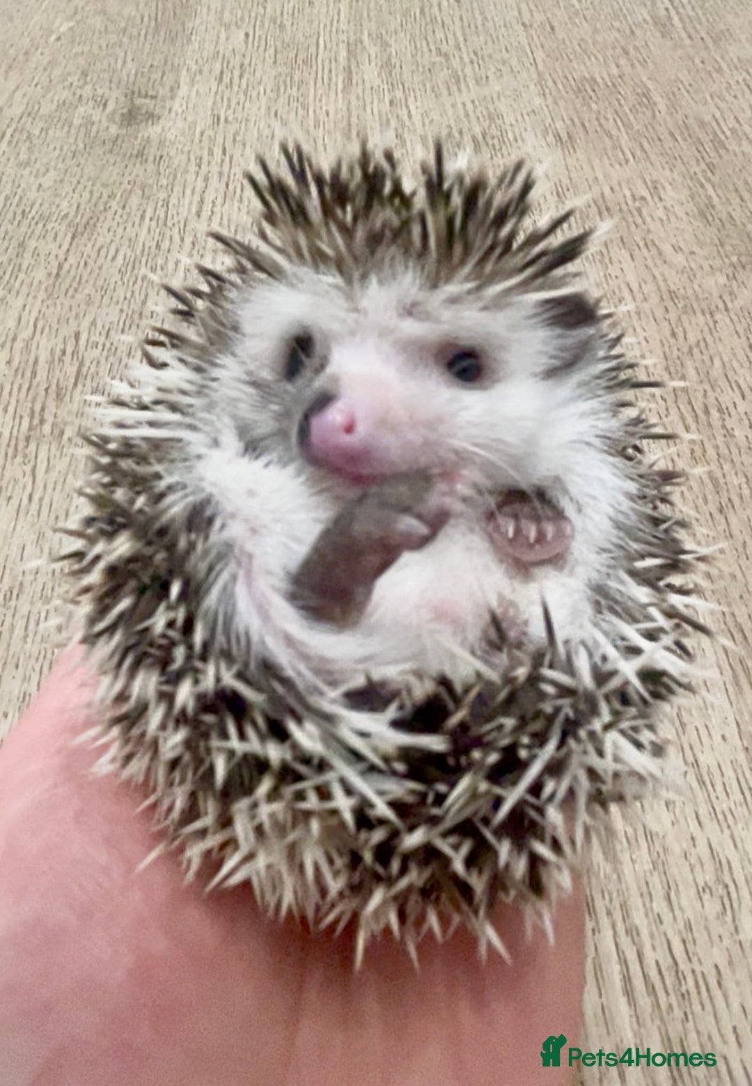 Pygmy Hedgehog rodents for sale: Stunning Pinto Baby African Pygmy Hedgehog's  - Image 1