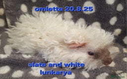 Guinea Pig rodents for sale: Bonded lunkarya and alpaca guinea pigs  - Image 1