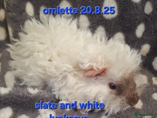 Guinea Pig rodents - Advert 24