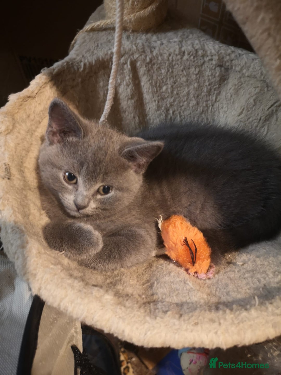 Russian Blue cats for sale: Pure Russian blue kittens. READY TO LEAVE 01.12.25 - Advert 3