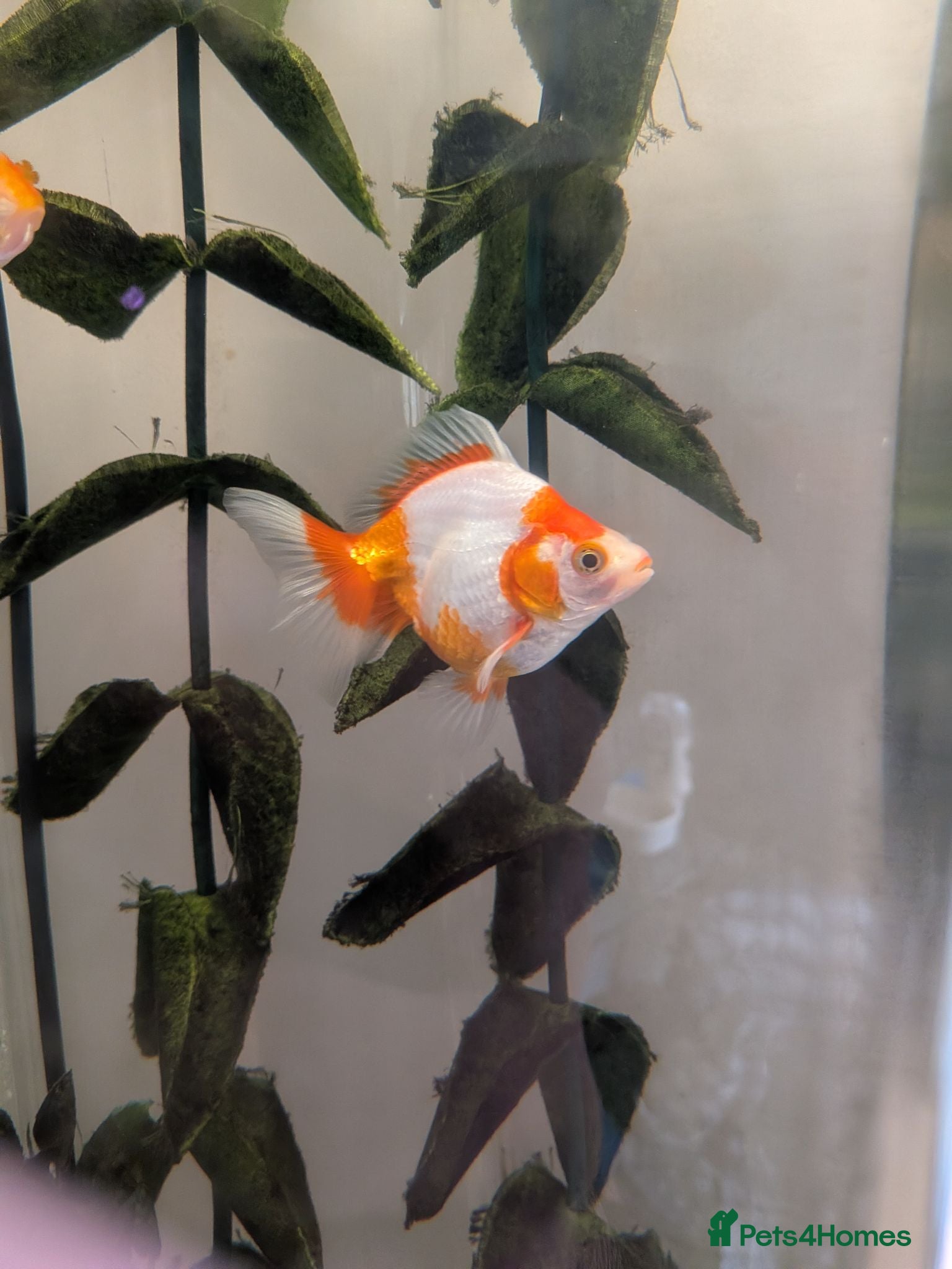 Fancy Goldfish fish 4 Fancy Goldfish for sale - Advert 17