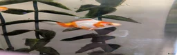 Fancy Goldfish fish for sale: 4 Fancy Goldfish for sale - Advert 1