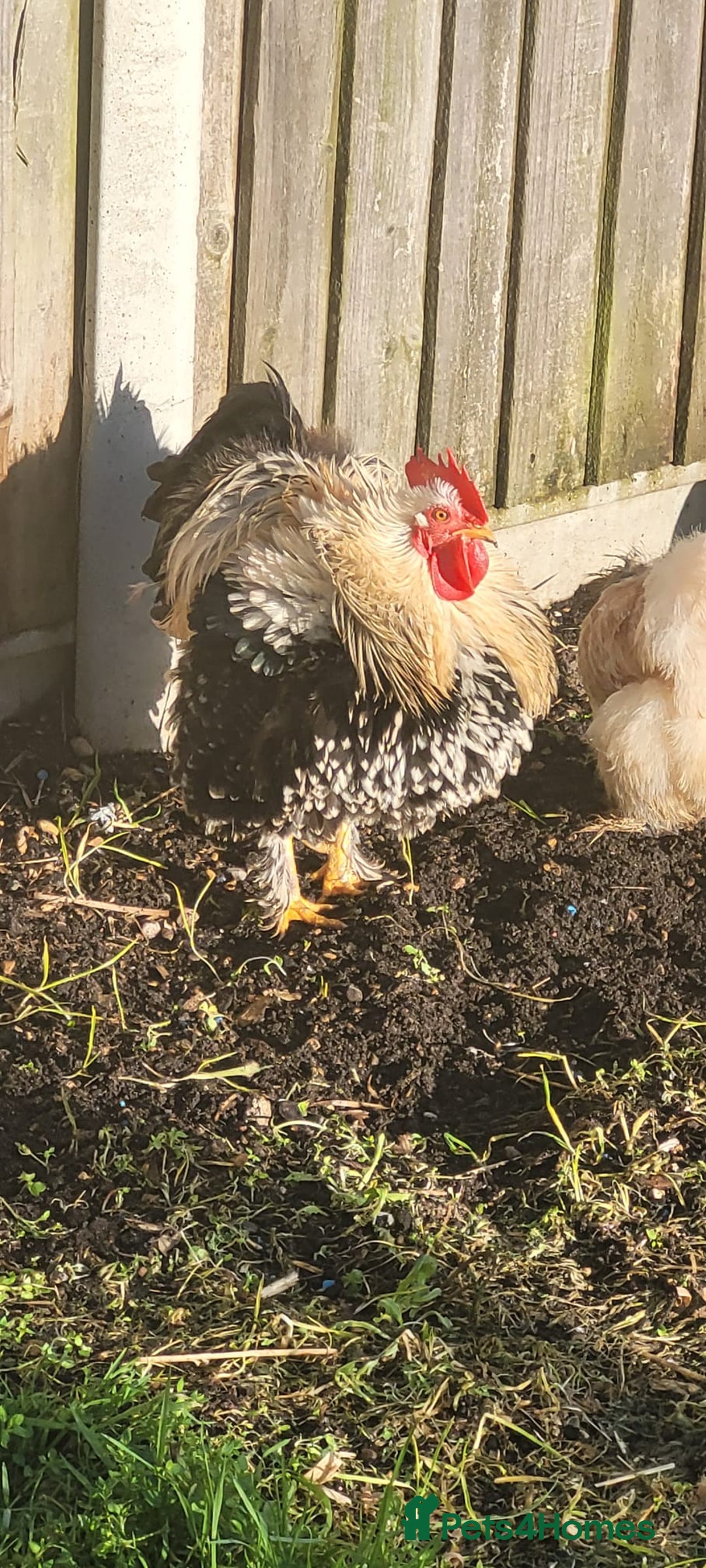 Chickens poultry for sale: HANDSOME COCKERAL - Advert 1