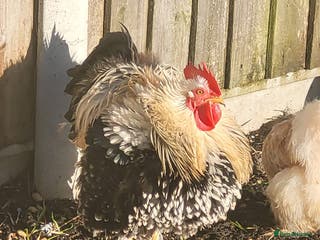 Chickens poultry HANDSOME COCKERAL - Advert 2