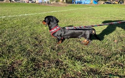 Miniature Dachshund dogs for stud: Miniature Black and Tan (crufts qualified) in Bridge of Weir - Image 2