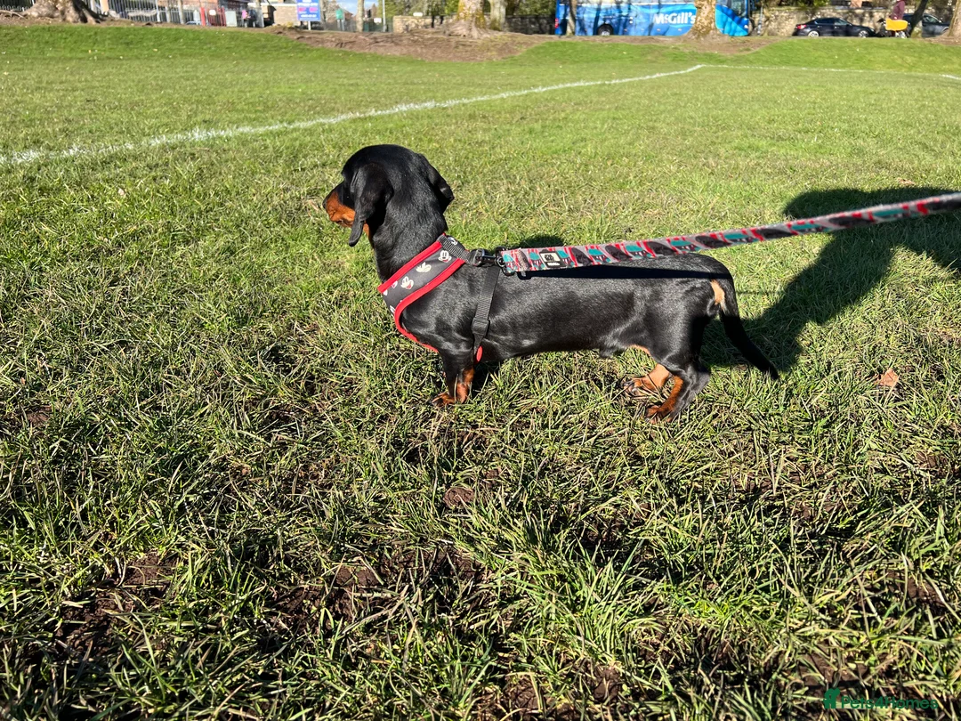 Miniature Dachshund dogs for stud: Miniature Black and Tan (crufts qualified) in Bridge of Weir - Advert 2