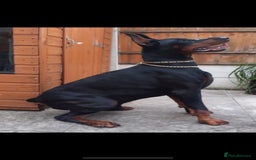 Dobermann dogs for sale: Pregnancy Confirmed - European Doberman Puppies - Image 23