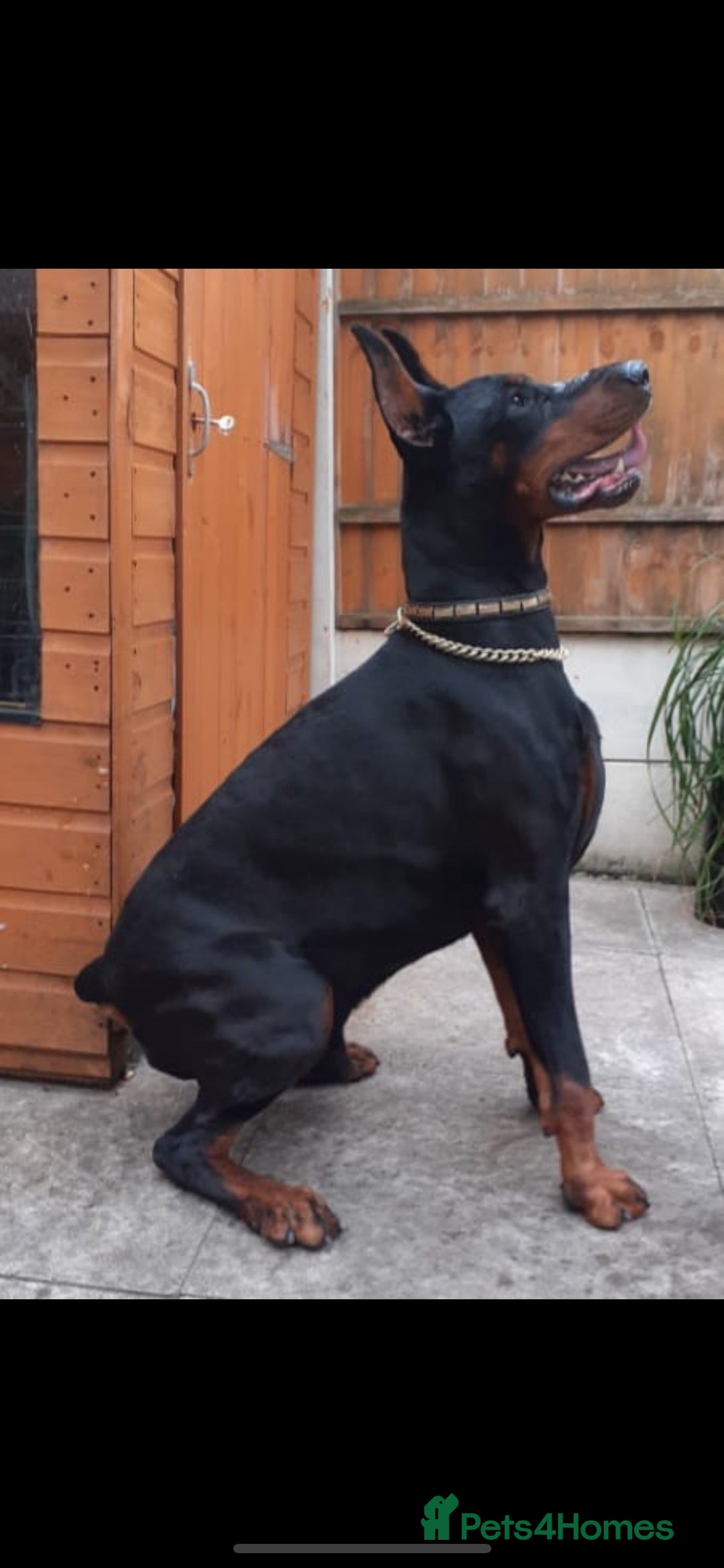 Dobermann dogs for sale: Pregnancy Confirmed - European Doberman Puppies - Image 23