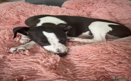 Whippet dogs for sale: KC Registered Whippet Puppies - Image 21