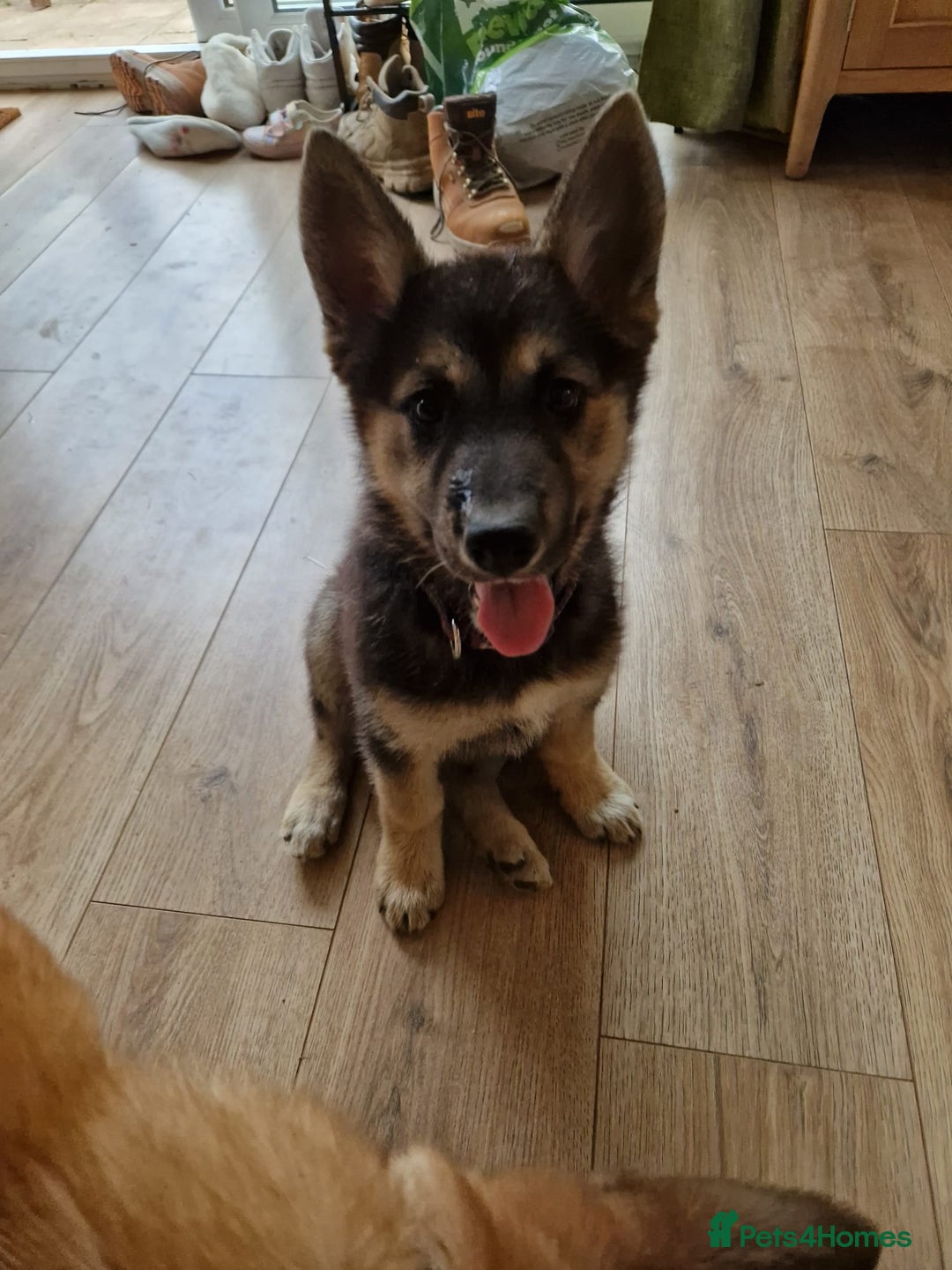 Mixed Breed dogs for sale: 2 lovely and Intelligent German shepherd cross in Ipswich - Image 3