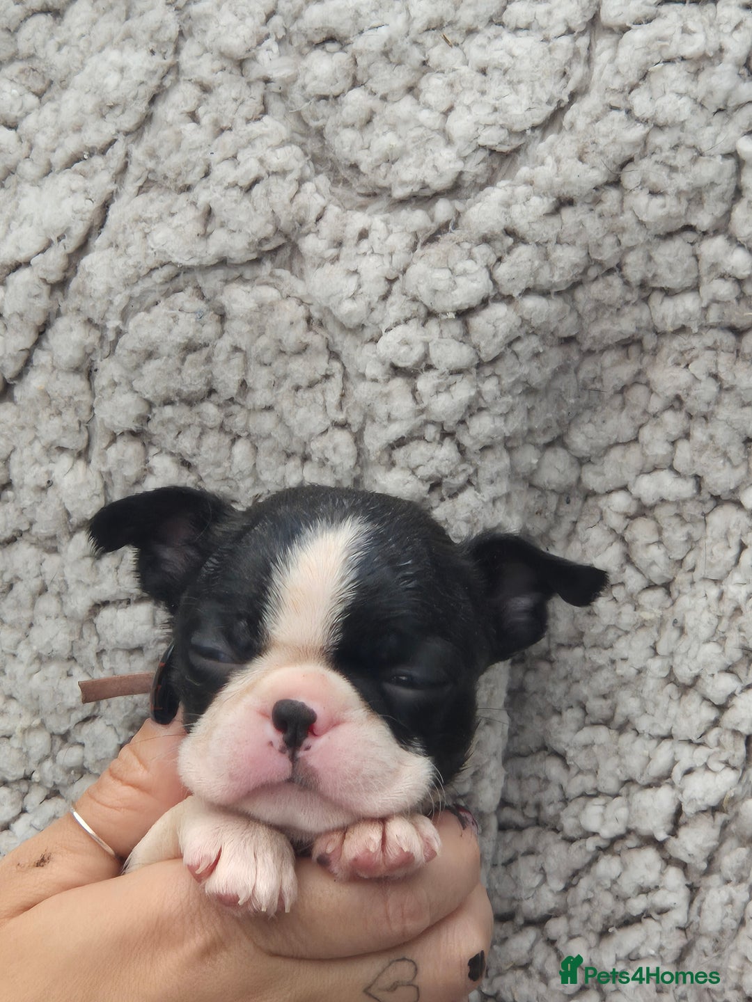 Boston Terrier dogs for sale: Superb litter of boston terriers. - Image 27