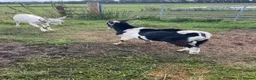 Goats livestock for sale: Male goats - Advert 5