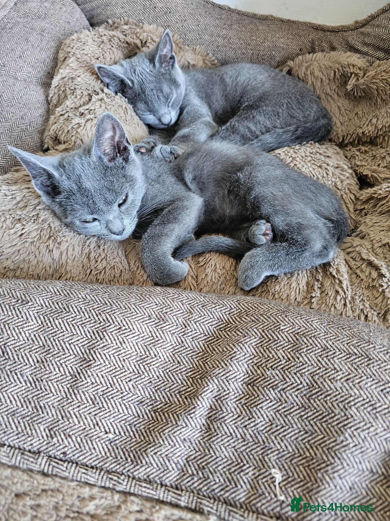 Russian Blue cats Russian Blue Male Kittens Ready Now - Advert 4