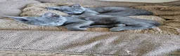 Russian Blue cats for sale: Russian Blue Male Kittens Ready Now in Rochester - Advert 1