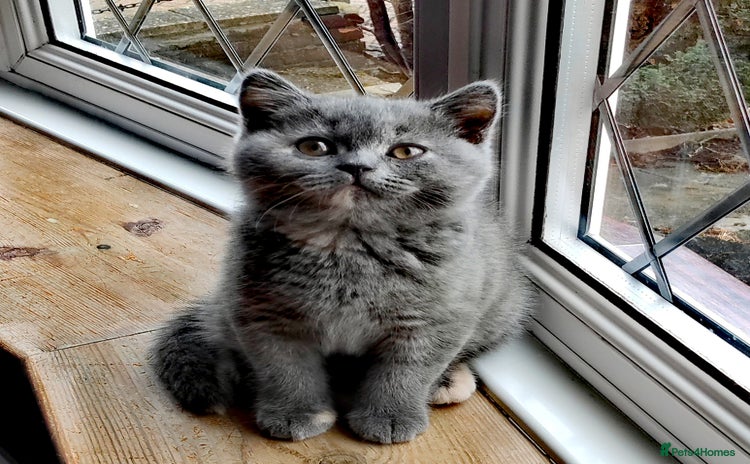 British Shorthair cats - Advert 4