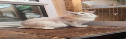 Maine Coon cats for stud: Milo Shaded stud ns11 - Advert 4