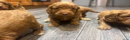 Cockapoo dogs for sale: Cockapoo puppies  - Advert 11