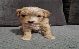 Cavapoo dogs for sale: Stunning Unique cavapoo litter  - Image 11