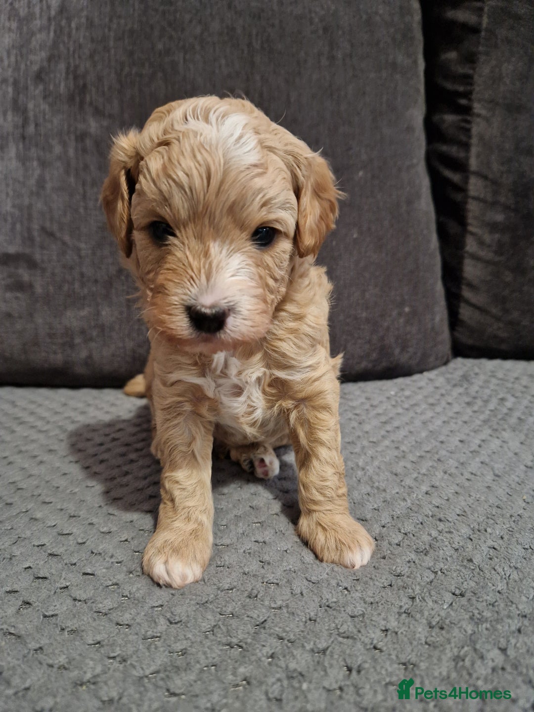 Cavapoo dogs for sale: Stunning Unique cavapoo litter  - Image 11